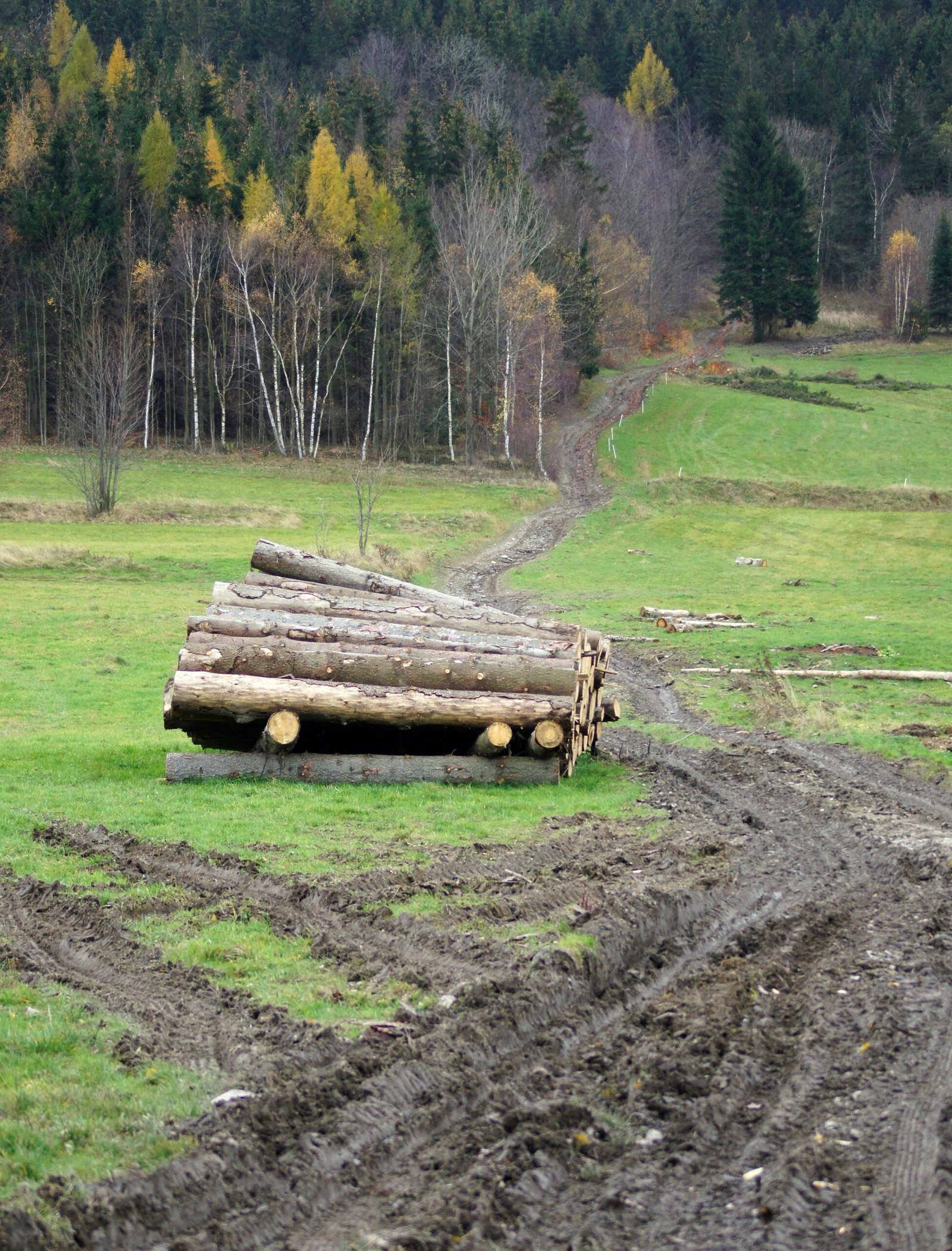 Fatárcsázás, fák körüli terület karbantartása